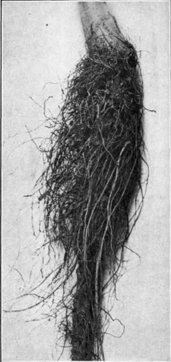 Fig. 31. Hairy root of apple.