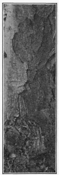 Fig. 34. Superficial Bark Canker.