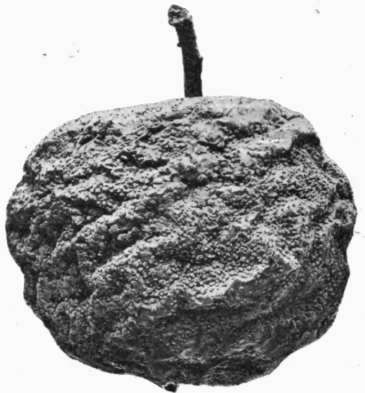 Fig. 37. Brown Rot on apple.