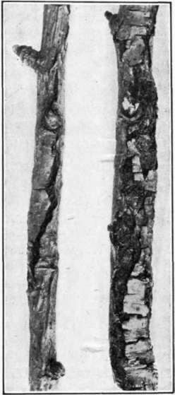 Fig. 39 Rough Bark canker of apple.