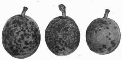 Fig. 41.   Coryneum Blight disease on apricot fruits.