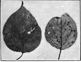 Fig. 42.   Coryneum Blight disease on apricot leaves.