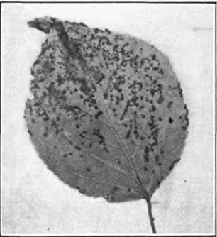 Fig. 44. Black Spot on apricot leaf.