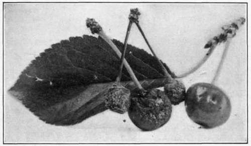 Fig. 47. Brown Rot on cherry.