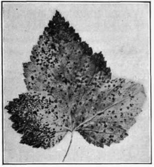 Fig. 53. Mycosphaerella Leaf Spot on currant.
