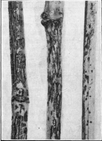 Fig. 68.   Dead Arm on grape   canes.