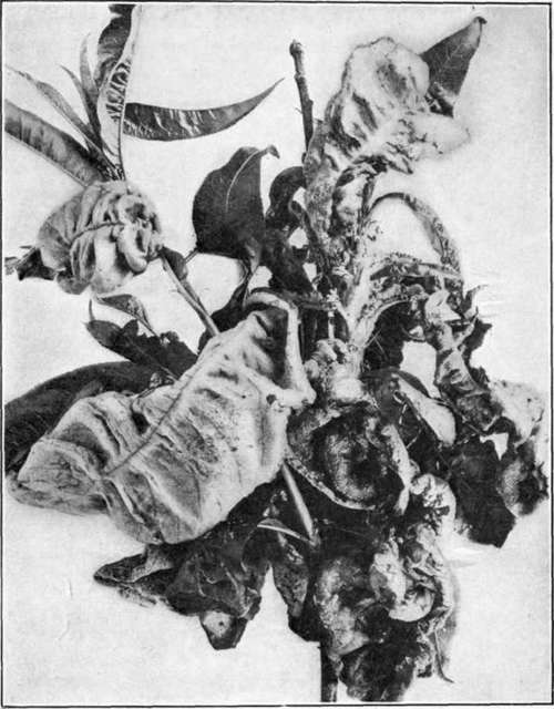 Fig. 75. Leaf Curl of peach.