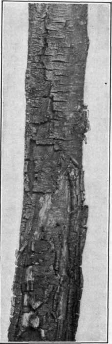 Fig. 80. Frost canker on peach limb.