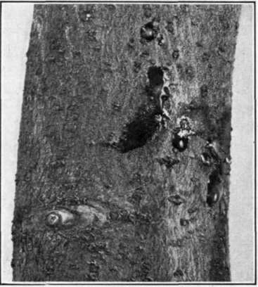 Fig. 89. Oozing Fire Blight canker. Note drops of exudate.