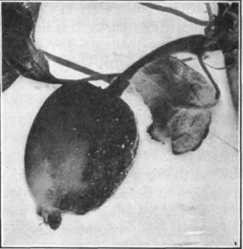 Fig. 90. Fire Blight on apple fruit; drops of bacterial ooze on the surface.