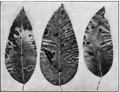 Fig. 93. Mycosphaerella Leaf Spot on pear leaves.