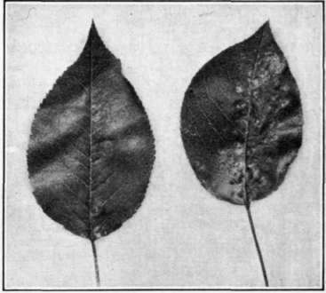 Fig. 95. Pacific Coast rust on pear leaves.