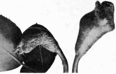 Fig. 96. Pacific Coast rust on pear fruit.