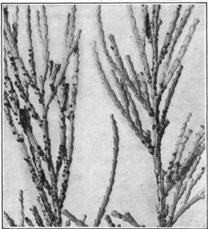 Fig. 97. Pacific Coast rust of pear; telial stage on incense cedar.