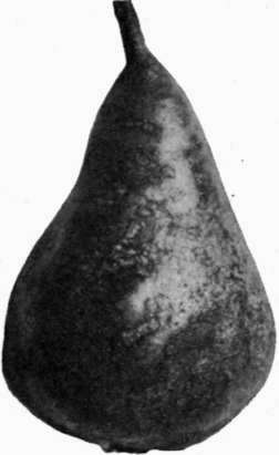 Fig. 98. Leaf Blight lesions on pear   fruit.