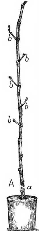 Fig. 66. A Cane Nine Months After The Eye Was Inserted
