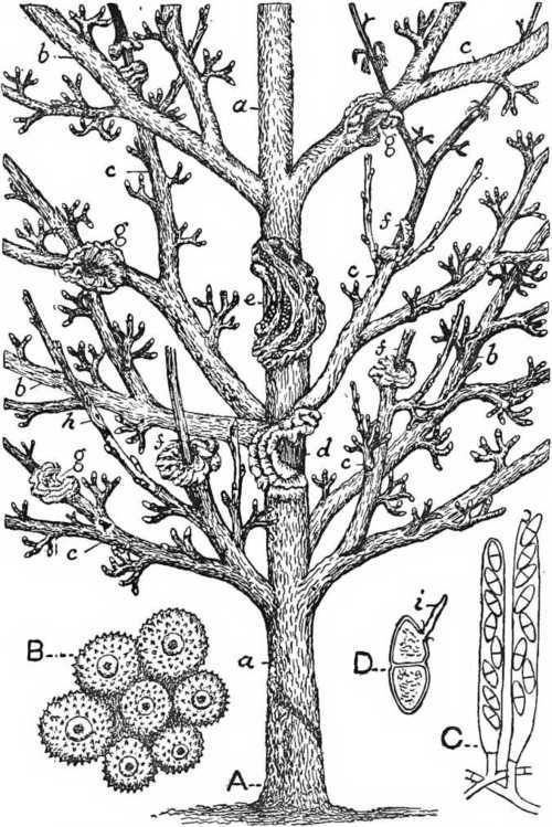 Fig. 54. Canker On Apple Tree