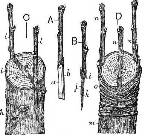Fig. 26. Crown and cleft grafting fruit trees.