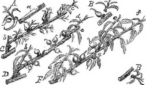 Fig. 14. Disbudding Peaches In Spring.