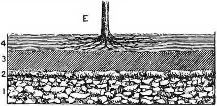 Fig. 81. Grapes In Ground Vineries