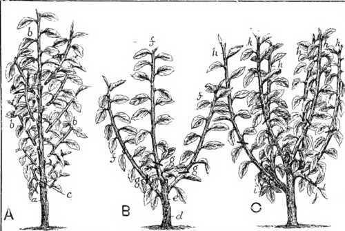 Fig. 3. Forming A Bush Fruit Tree