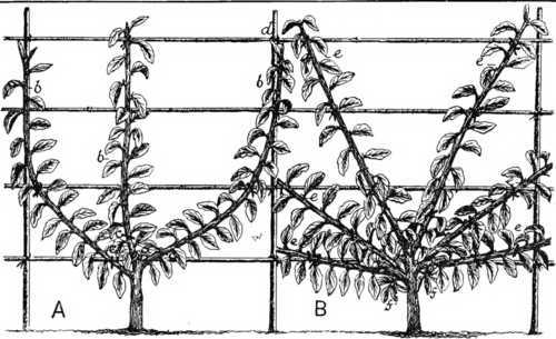 Fig. 6. Forming A Fan-Shaped Fruit Tree