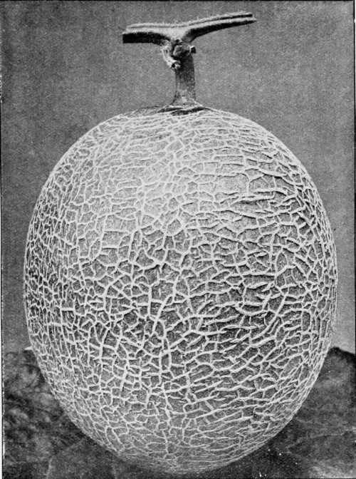 Fig. 86. A Good Melon (Syon House)