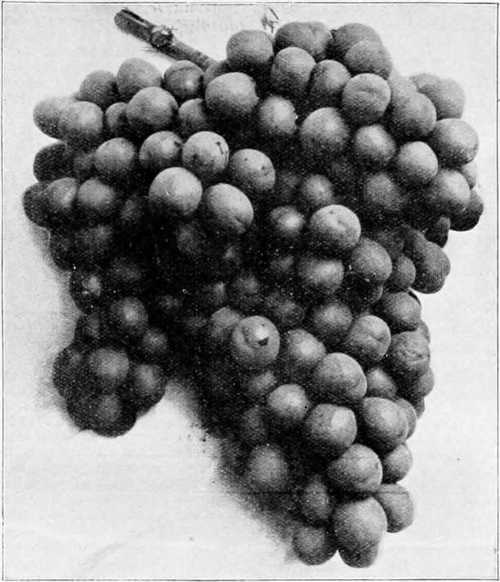 Fig. 76. Grape Alnwick Seedling