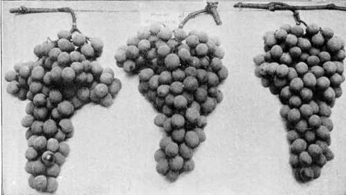 Fig. 75. Grape Muscat Of Alexandria