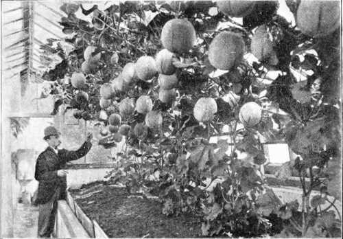 Fig. 85. A House Of Melons. Showing The Result Of Good Practice