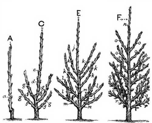 Fig. 4. How to form a pyramid.