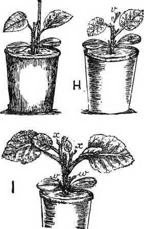 Fig. 83. How To Stop Young Melons