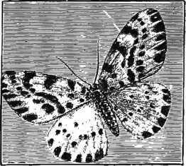 Fig. 60 The Magpie Moth
