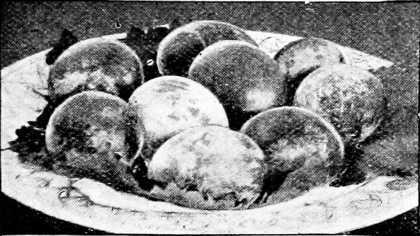 Fig. 52. - Plum Magnum Bonum.