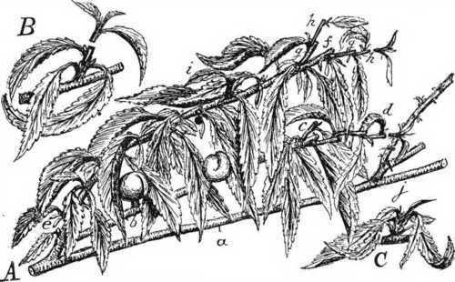 Fig. 13. Pruning The Peach And Nectarine Tree