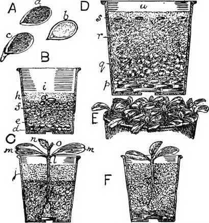 Fig. 82. Raising Melons