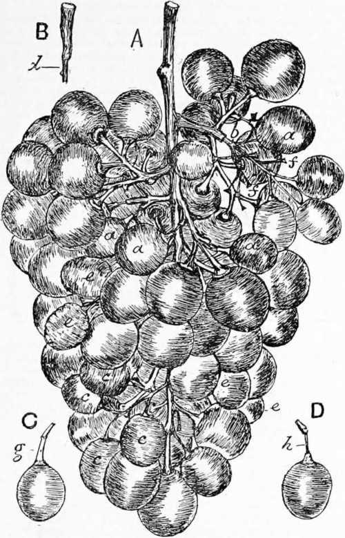 Fig. 77. A Shanked Bunch Of Grapes