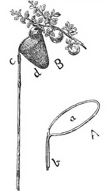 Fig. 103. A Useful Fruit Gatherer