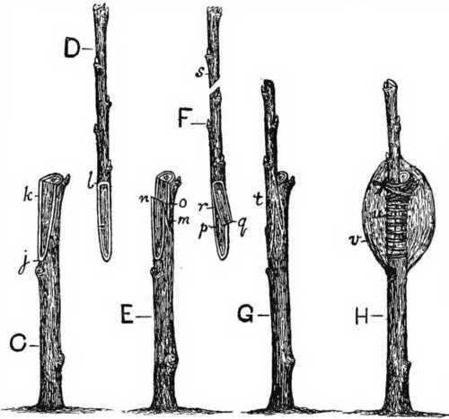 Fig. 23. Whip grafting young fruit trees.