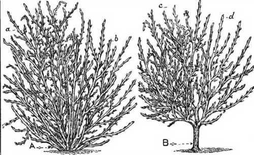 Fig. 17. Winter Pruning Black Currants.