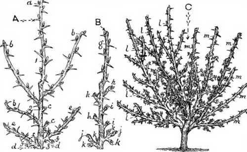Fig. 19. Winter Pruning The Gooseberry Tree. - The Spur system.