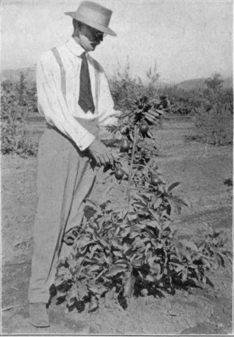 Avocado Races And Varieties 7