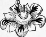 Fig. 13. A bisexual mango flower. (X 4)