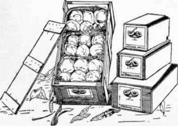 Fig. 14. Florida grown mangos packed for shipment.