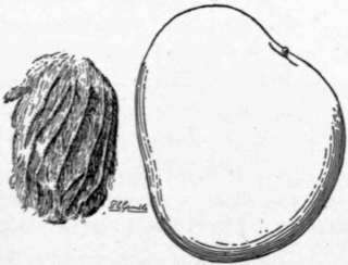 Fig. 18.. The Bennett mango. (X 2/5)