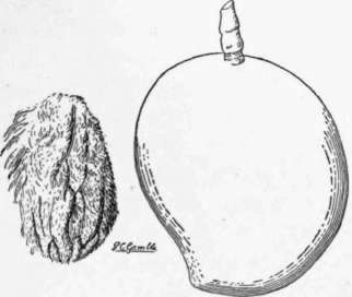 Fig. 19. The Pairi mango. (X 2/5)