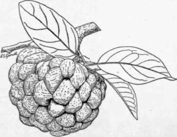 ' Fig. 25. The sugar apple (Annona squamosa), a favorite fruit in India and many parts of tropical America. The tree succeeds particularly well in dry situations. (X 1/3)