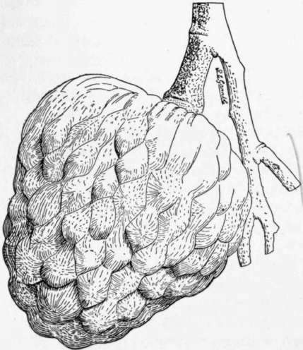 Fig. 26. The bullock's heart (Annona reticulata), a fruit widely cultivated in the tropics. (X 1/2)
