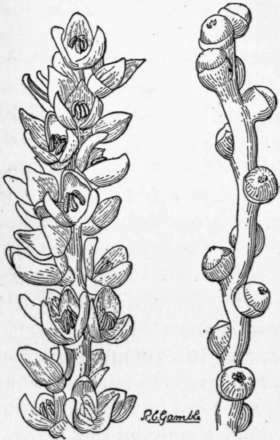 Fig. 28. On the left, a sprig of staminate or pollen bearing flowers of the date palm; on the right, pistillate flowers which will, if properly pollinated, develop into fruits.