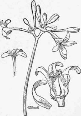 Fig. 29. Flowers of the papaya: the cluster and the single flower to its left are staminate (male), and the larger flower to the right is pistillate (female). Sometimes the organs of both sexes are found in the same flower, but this condition cannot be considered normal. (X about 1/3)